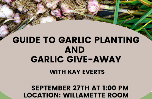 Flyer introducing presentation about garlic. Image of garlic bulbs harvested from the garden.