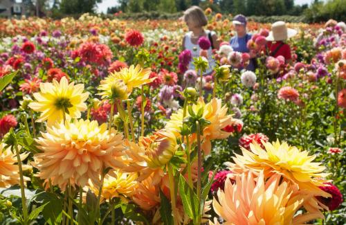 dahlia fields