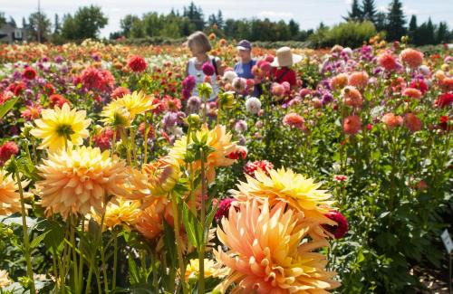 Annual Dahlia Festival