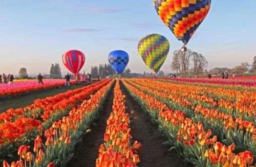 The Wooden Shoe Tulip Festival