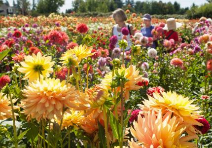 Field of flowers