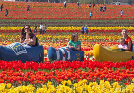 Field of flowers with oversized shoes