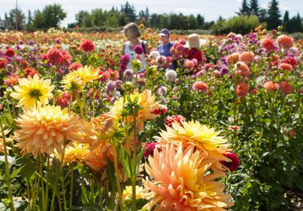 Annual Dahlia Festival