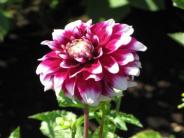 Single Dahlia