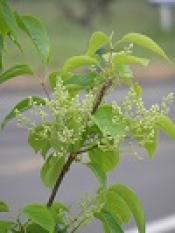 Japanese Tree Lilac, Syringa Reticulata