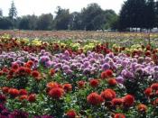 Swan Island Dahlias