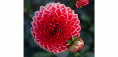 Dahlia