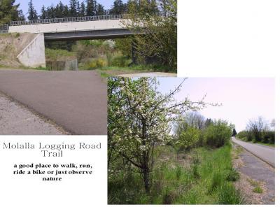 Molalla Logging Road Trail - a good place to walk, run, ride a bike or just observe nature