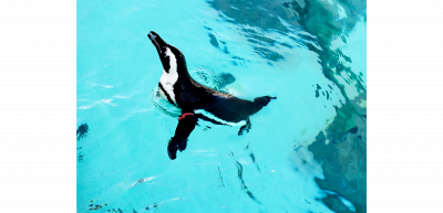 Penguin swimming