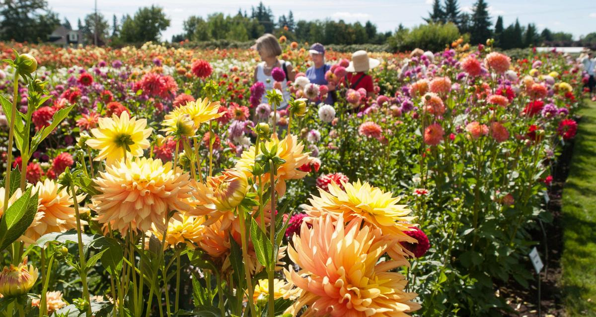 Dahlia Festival Canby Oregon 2025