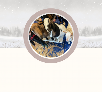 Image of Nigerian Dwarf Goats