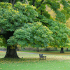 Memorial Tree & Bench Program Graphic