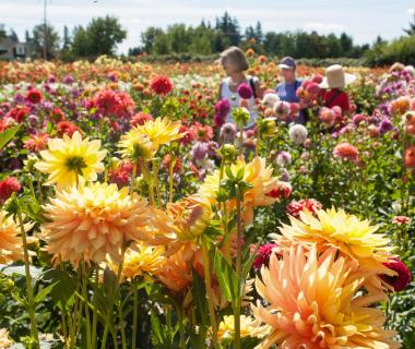 Field of flowers