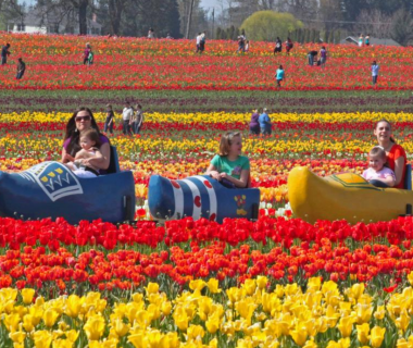 Field of flowers with oversized shoes